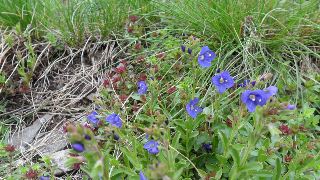 Veronica fruticans